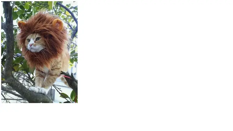 Screenshot of Catwig